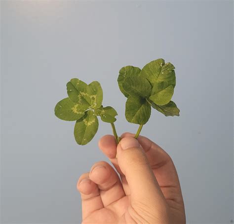 Five leaf clover and six leaf clover : r/mildlyinteresting
