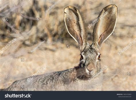 Desert Jackrabbit: Over 309 Royalty-Free Licensable Stock Photos ...