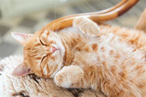 Perineal Urethrostomy for Cats: Understanding FLUTD Treatment and the Role of Surgery - Lynbrook Vet