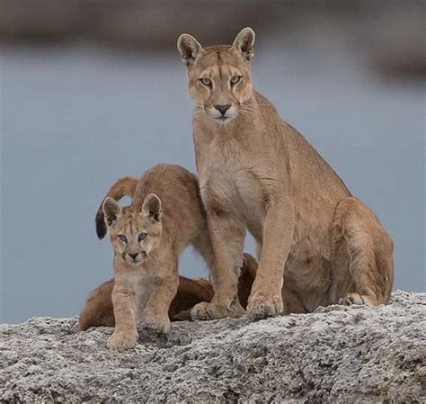Cute Mountain Lion Cubs