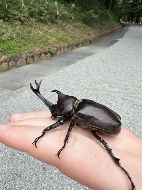 Japanese Stag Beetle