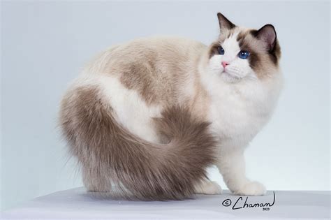 True Cost of a Ragdoll Cat from an Ethical Breeder - Masterpiece Ragdolls