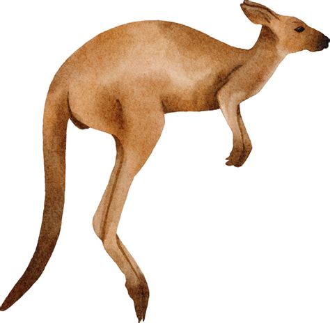 Clip Art Kangaroo