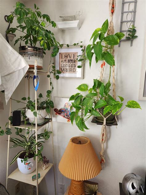 My wife is a plant ninja! Everytime I turn around there is a new plant somewhere in here. : r ...