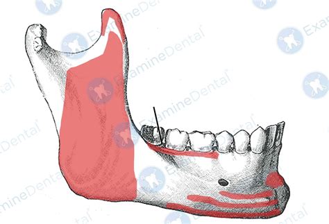 Anatomy of the Mandible - ExamineDental