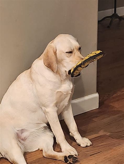 River falling asleep, sitting up and with a toy in her mouth. She makes ...