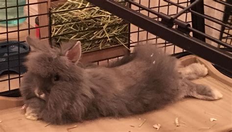 Lionhead Bunny Cage Setup at Madeline Patrick blog