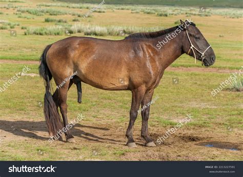 Horse Standing And In Erection Photos and Images | Shutterstock