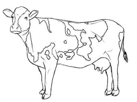 Cattle Coloring Pages - ColoringBay