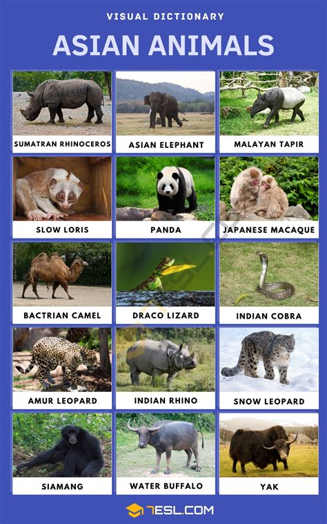 Asian Animals: Vocabulary, Facts & Pictures for English Learners • 7ESL