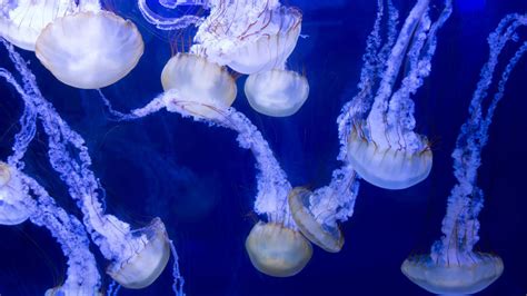 Why are thousands of stinging jellyfish crowding the Rhode Island coast ...