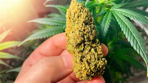 Girl Scout Cookies Strain: Effects, Flavor, THC Concentration