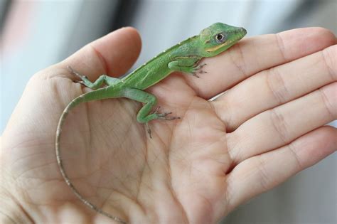 Cuban Knight Anole
