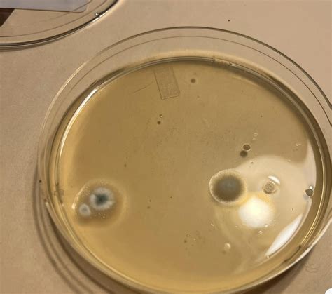 Mold test result vs Mold Armor Test Kit : r/Mold