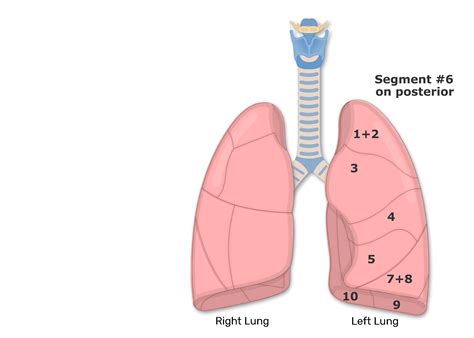 Bronchopulmonary Segments of the Lungs | Lung Segments | Tertiary ...