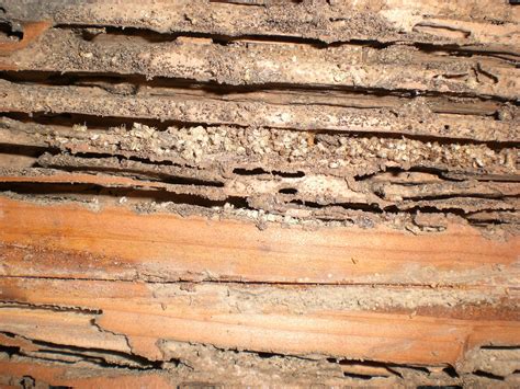 What Does Wood Termites Look Like at Nancy Sheridan blog