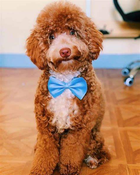 Poodle Colors: 35 Poodle Coat Colors And Genetics Explained