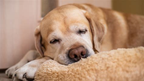 Causes and Treatment of Incontinence in Old Dogs