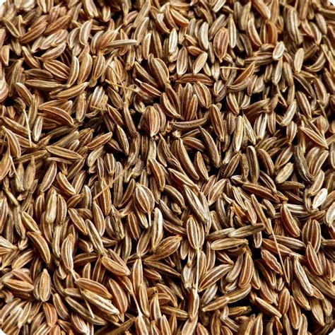 Caraway Seeds Shahi Jeera Spice Indian Organic and Pure | Etsy