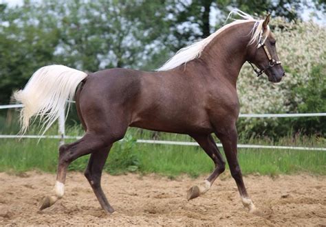 Chocolate Palomino Horse