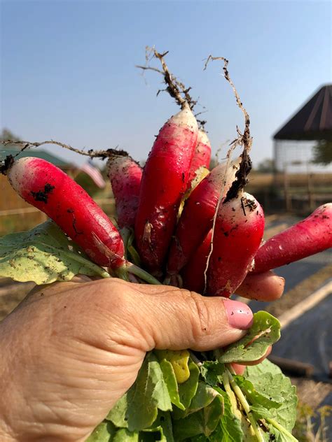 Why Your Radishes Are Too Hot And What To Do About It | by Julia Miller ...