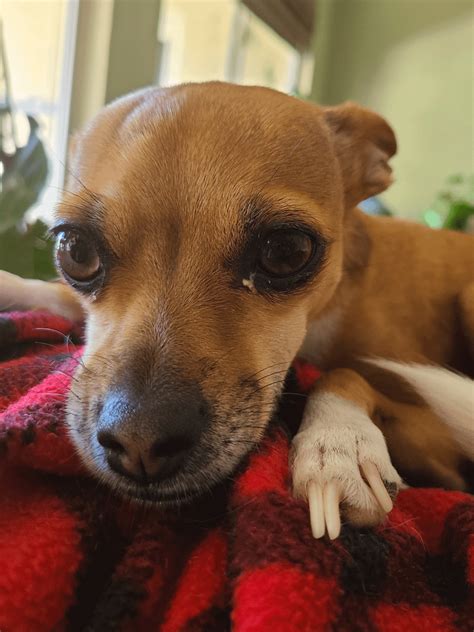 Weird yellow gunk in baby girls eye! : r/DogAdvice