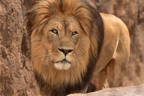 Lions The Animal Pictures at William Howerton blog