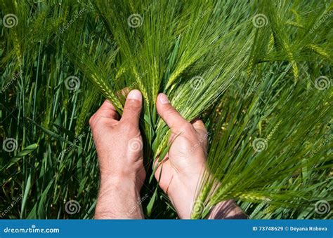 Check the Harvest of Barley. Stock Image - Image of scenic, beer: 73748629