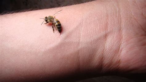 Do Bumble Bees Sting Humans? | EcoGuard Pest Management