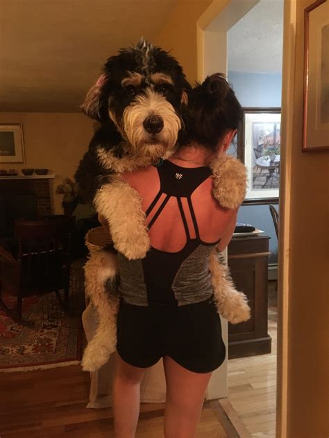 Bernese Mountain Dog Poodle Mix
