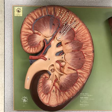 Kidney Model Labeled