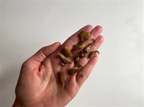 Introducing Mushrooms to Babies + Toddlers: 4 Safety Tips – R&R Cultivation