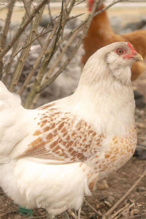 Easter Egger Rooster Temperament