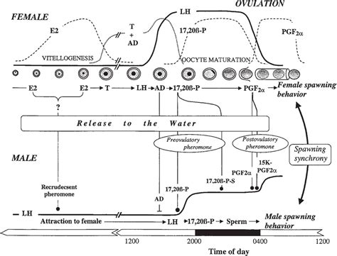 Neural Control of Sexual Behavior in Fish