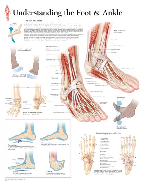 Understanding the Foot and Ankle 1004 - Anatomical Parts & Charts