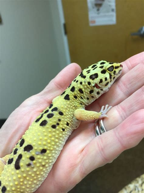 Gecko Care Guide