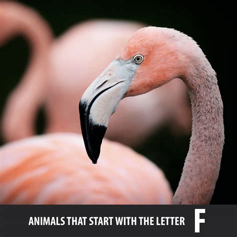 Animals That Start With The Letter P