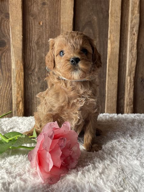 Colby - Cavapoo Puppy for Sale in Lancaster, PA | Lancaster Puppies