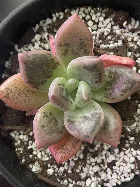 this was spotless 48 hours ago. : r/succulents