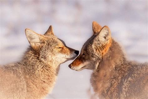 Red Wolf vs Coyote: What Are the Differences? - A-Z Animals