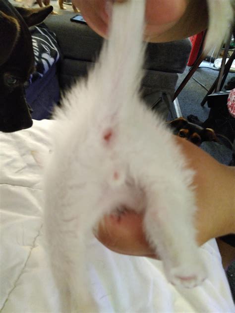 What Does A Boy Kitten Parts Look Like at Rebecca Bowens blog