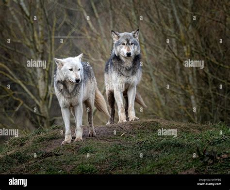 Alpha wolf hi-res stock photography and images - Alamy