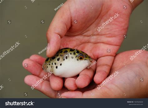 Green Spotted Puffer Fish