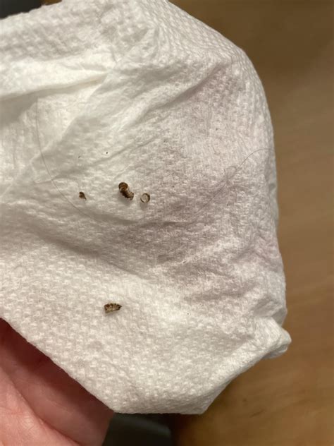 German roach egg sac? : r/GermanRoaches