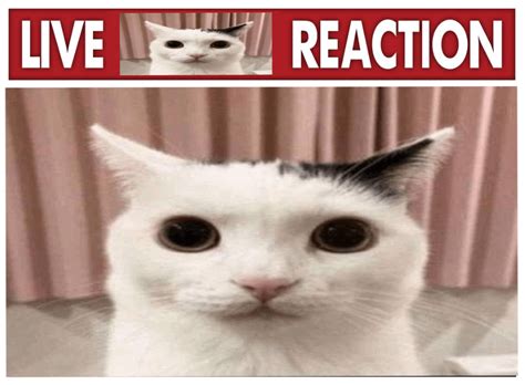 Live Reaction - Funny Cat Meme