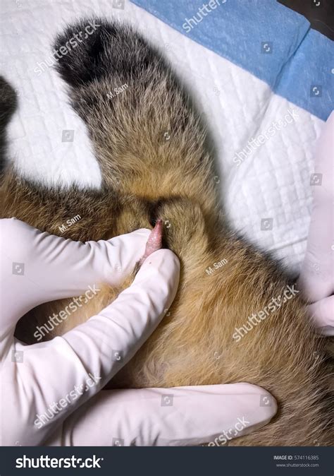 32 Feline Urological Syndrome Images, Stock Photos & Vectors | Shutterstock