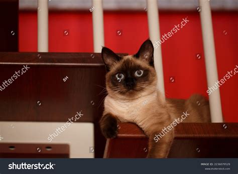 Cat On Stair Rung Home Flat Stock Photo 2236079529 | Shutterstock
