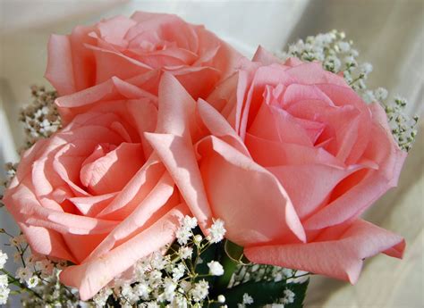 Roses, Pink color, HD Wallpaper | Rare Gallery