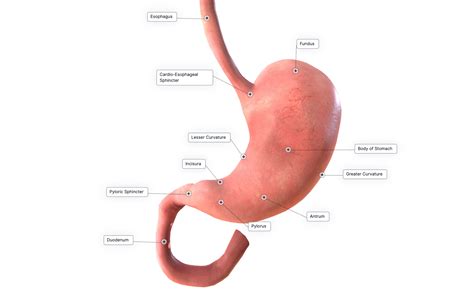 Surgical Anatomy Of Stomach