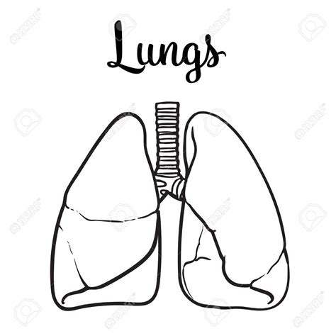 Lungs Drawing at GetDrawings | Free download